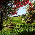 Quinta Do Monte Travesso - Country & Winery بيت ضيافة