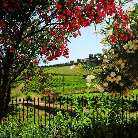 Quinta Do Monte Travesso - Country & Winery ゲストハウス