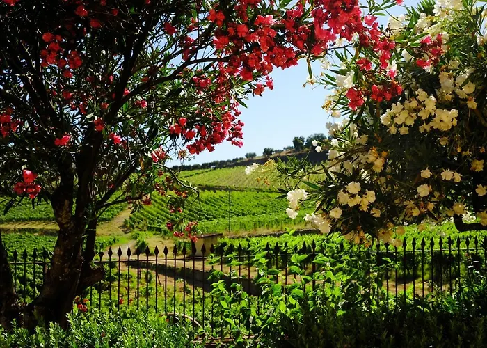 Quinta Do Monte Travesso - Country & Winery بيت ضيافة